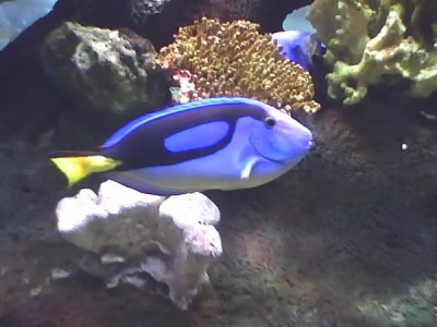 regal bue tang fish at detroit zoo aquarium